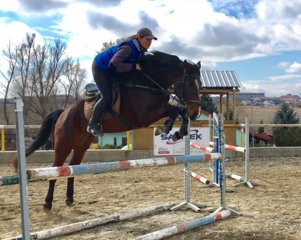 horse Corsiola (Slovakian Warmblood, 2012, from Corssini) horse Corsiola (Slovakian Warmblood, 2012, from Corssini)