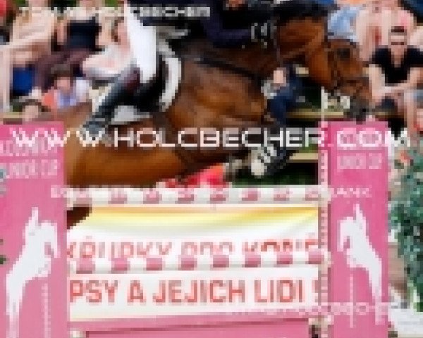 jumper Till Vr (Trakehner, 2001, from Sixtus)
