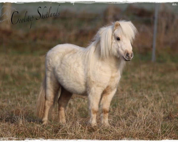horse J´adore van Wegdam (Shetland pony (under 87 cm), 2015, from Sander van de Hoefslag)