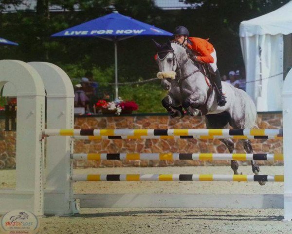 jumper Cassanova (KWPN (Royal Dutch Sporthorse), 2007, from Lucky Boy)