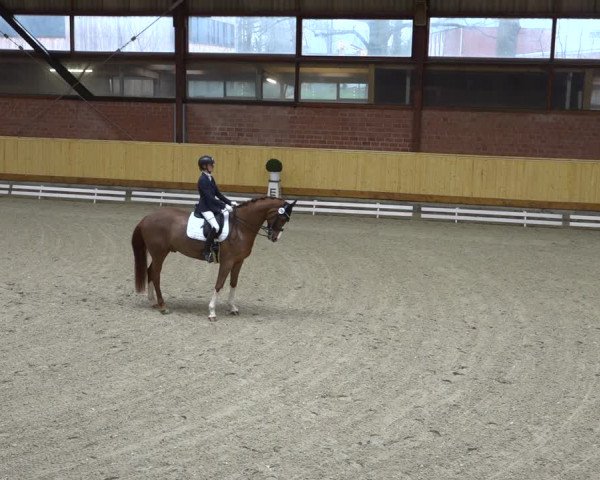 Reitturnier Hamburg-Friedrichshulde/Sylva Kuhrt 2021