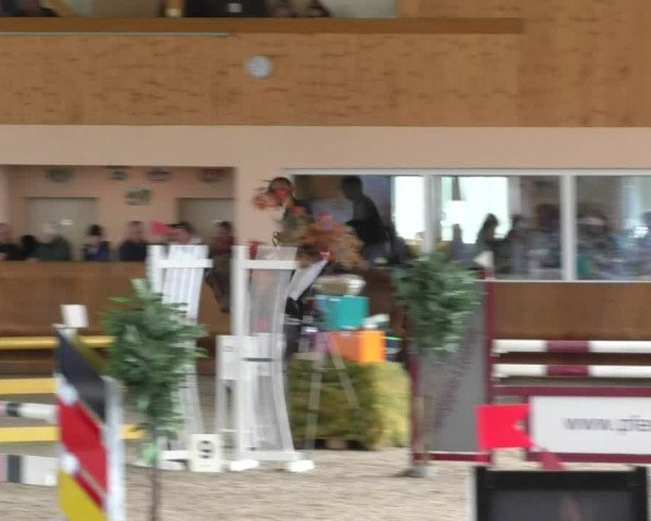 Reitturnier Dettingen 2019