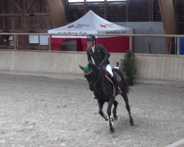 Reitturnier Heidelberg-Kirchheim 2019