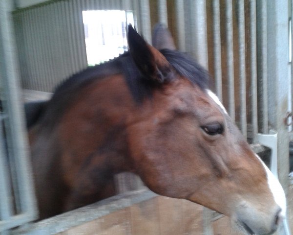 broodmare Emmy (Westphalian, 1997, from Ehrentanz II)