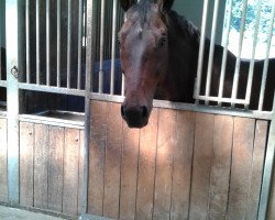 horse Feedback 15 (Westphalian, 2003, from Fürst Heinrich)