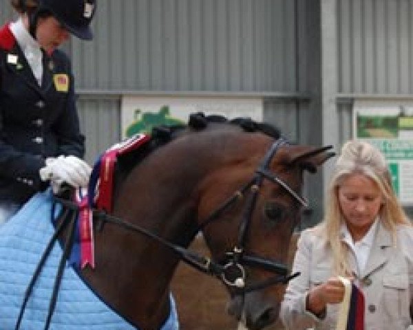 dressage horse Der Kleine Lord (German Riding Pony, 2004, from Der feine Lord AT)