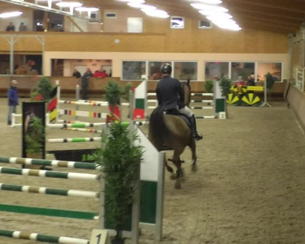 Reitturnier Dettingen 2019