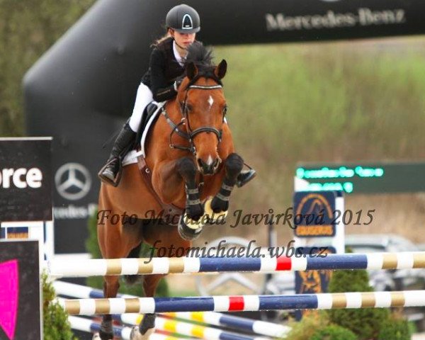 Springpferd Venezia (Holsteiner, 2005, von Contender)