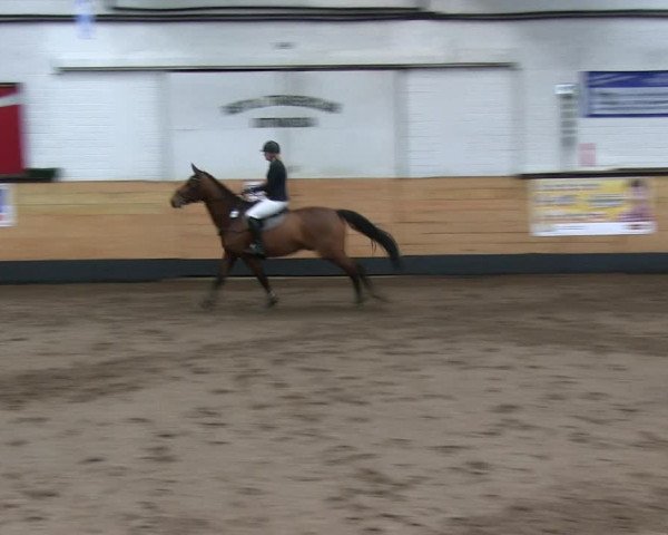 Reitturnier Heide 2019