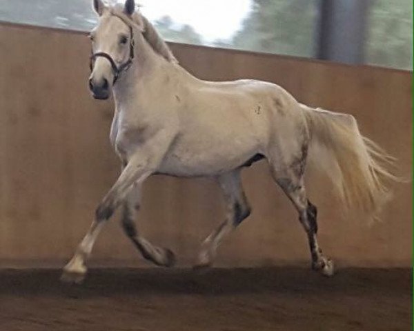 horse Cuby (Oldenburg show jumper, 2006, from Cento)