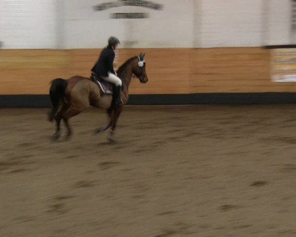 Reitturnier Heide 2019