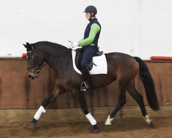 horse Stute von Domherr/Samba Hit (German Sport Horse, 2013, from Domherr)