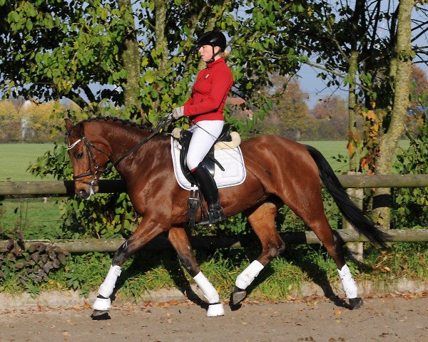 Zuchtstute Cleo 227 (Westfale, 2011, von Cordobes I)