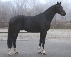 Pferd Banderas (Oldenburger, 2013, von Bon Bravour)