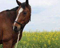 dressage horse Wantano 2 (Hanoverian, 2002, from Weltbogen)