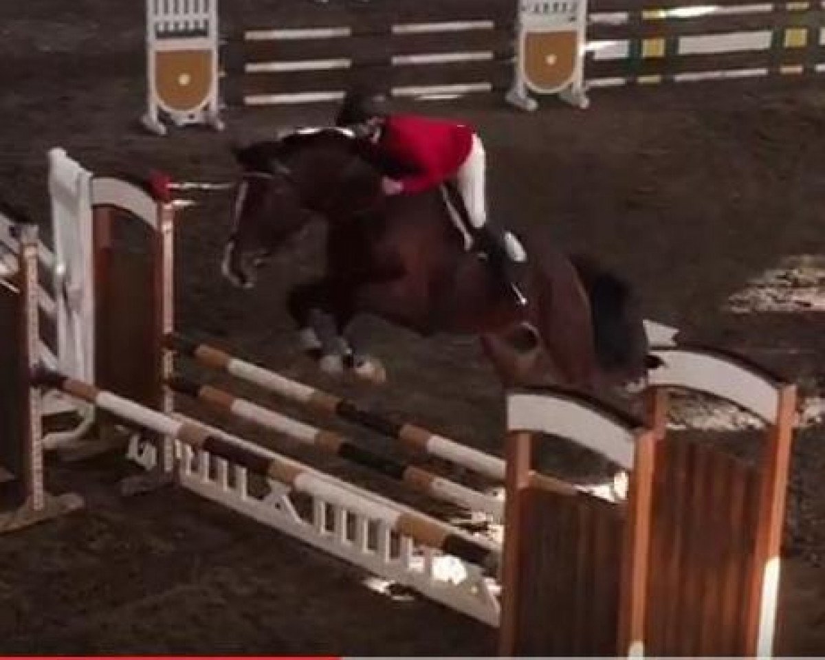 Pferd Histra (KWPN (Niederländisches Warmblut), 2012, von Delta C.n.)