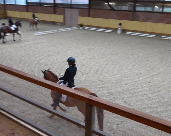 Reitturnier Hamburg-Friedrichshulde/Sylva Kuhrt 2021