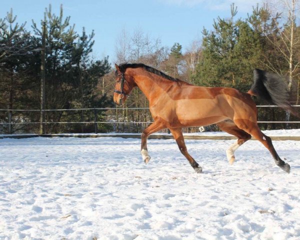 dressage horse Einer wie Keiner 5 (Westphalian, 2009, from Estobar NRW)