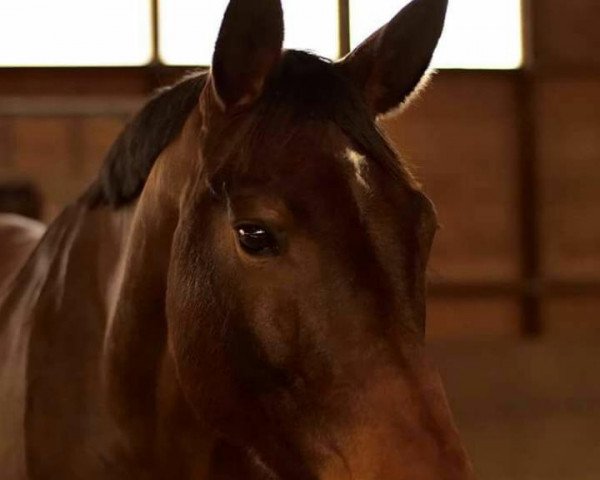 horse Royal Cadeau (Hanoverian, , from Royal Blend) horse Royal Cadeau (Hanoverian, , from Royal Blend)