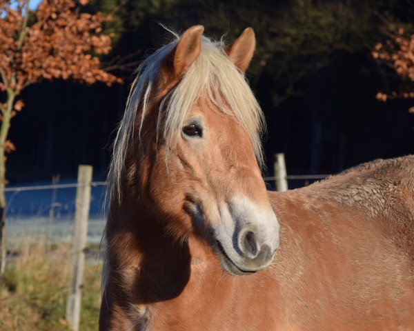 Dressurpferd Samira (Sachsen-Anhaltiner Kaltblut, 2007, von Stresemann)