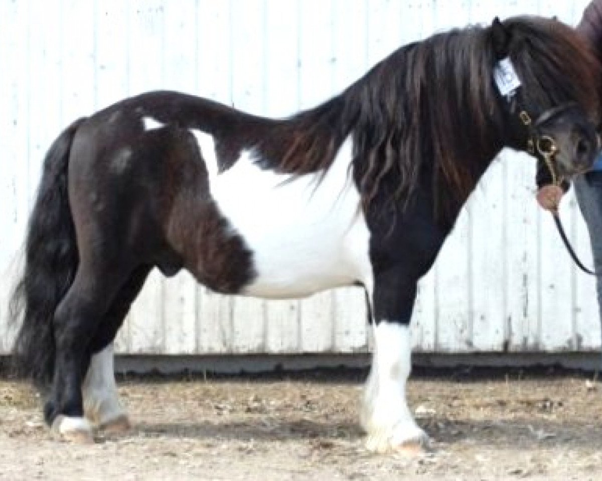 stallion Stuart van de Zandkamp (Shetland Pony, 2002, from Kovin van Malang)