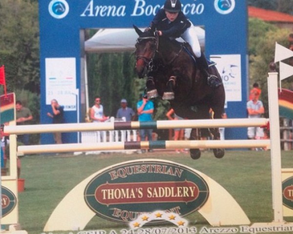 Springpferd Shu B Dee (Irish Sport Horse, 2003)