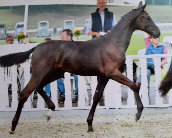 Pferd Stute von Grey Flanell / Fürst Romancier (Oldenburger, 2015, von Grey Flanell)
