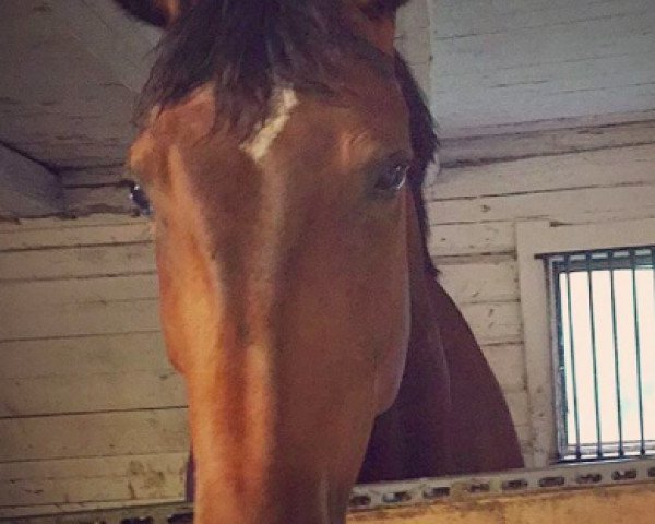 horse Chelzea (Westphalian, 2010, from Chequille 2)