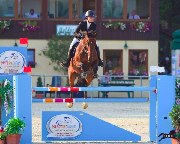 Springpferd Wizard V (Schwedisches Warmblut, 2000, von VDL Cardento 933)