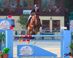 jumper Wizard V (Swedish Warmblood, 2000, from VDL Cardento 933)