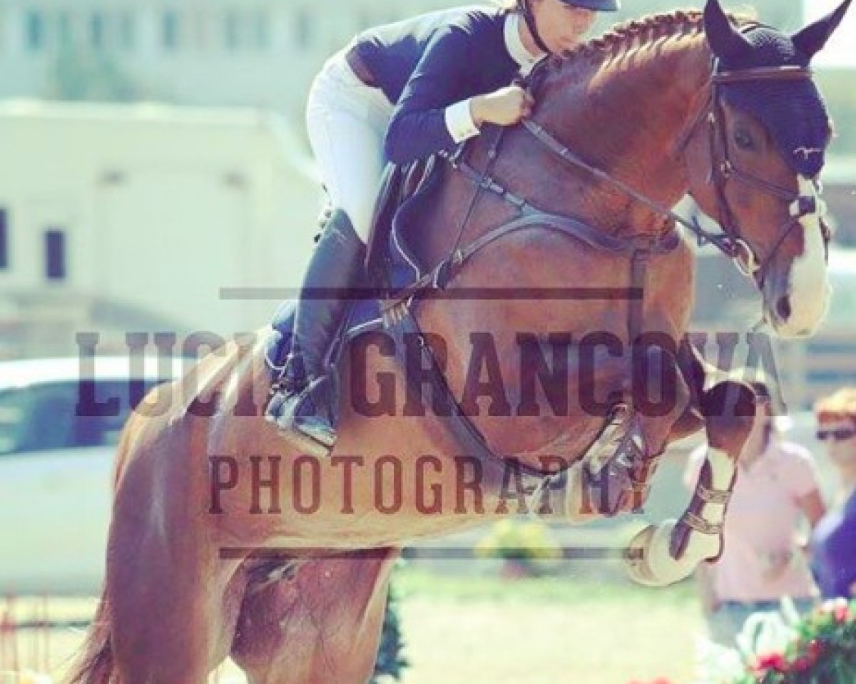 broodmare Epyrusa H (KWPN (Royal Dutch Sporthorse), 2009, from Zirocco Blue)