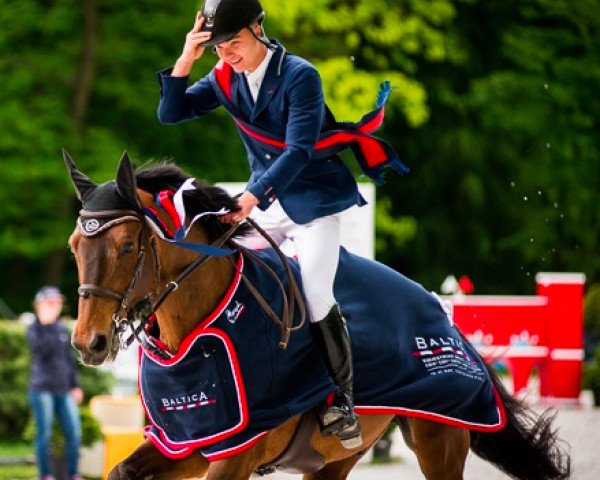 jumper El Camp (Polish Warmblood, 2003, from Campari M) jumper El Camp (Polish Warmblood, 2003, from Campari M)