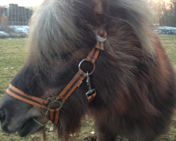 broodmare Tina D (German Classic Pony, 1992, from Trigger Pole Star)