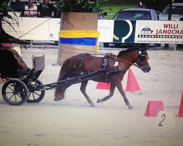 horse Happy Jazz (German Classic Pony, 2007, from John Boy)
