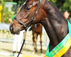 horse Diacolit (German Sport Horse, 2015, from Diacontinus)