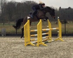 Springpferd Emmi Lou 2 (Hannoveraner, 2012, von Escudo I)