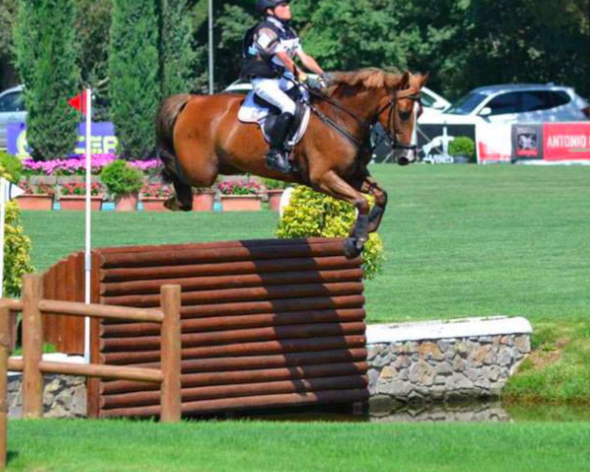 Springpferd Askaban B (Deutsches Reitpony, 2003, von Anton B)