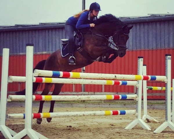 Springpferd Veneciano D (Deutsches Reitpony, 2009, von Vincent) Springpferd Veneciano D (Deutsches Reitpony, 2009, von Vincent)