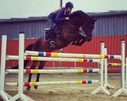 jumper Veneciano D (German Riding Pony, 2009, from Vincent)