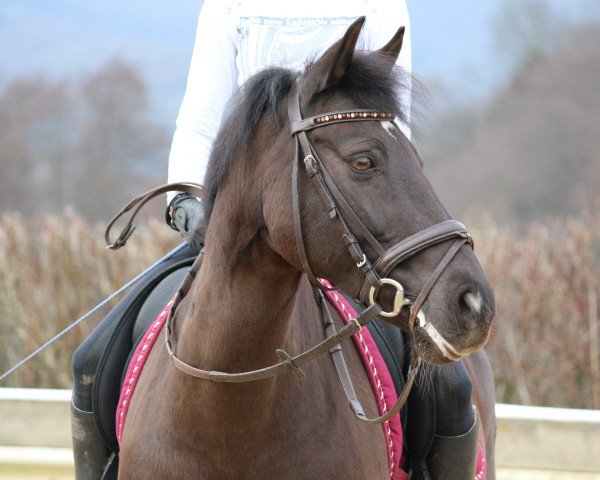 dressage horse Danny Lou 3 (German Riding Pony, 2000, from Danny Gold)