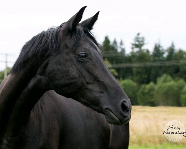 broodmare Fine Kiss (Hanoverian, 2007, from French Kiss)
