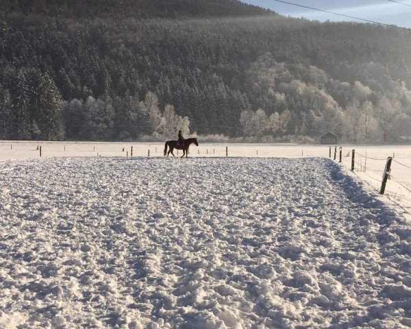 Pferd Sissi (Oldenburger, 2010, von Starnberg)