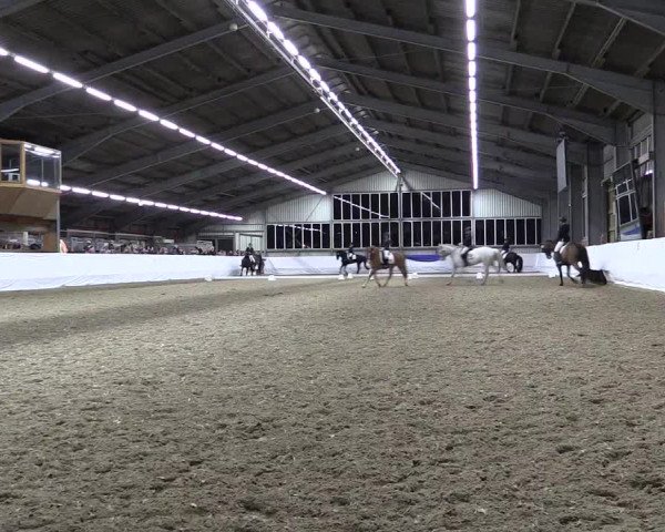 Reitturnier Greven 2019