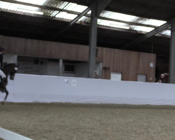 Reitturnier Greven 2019