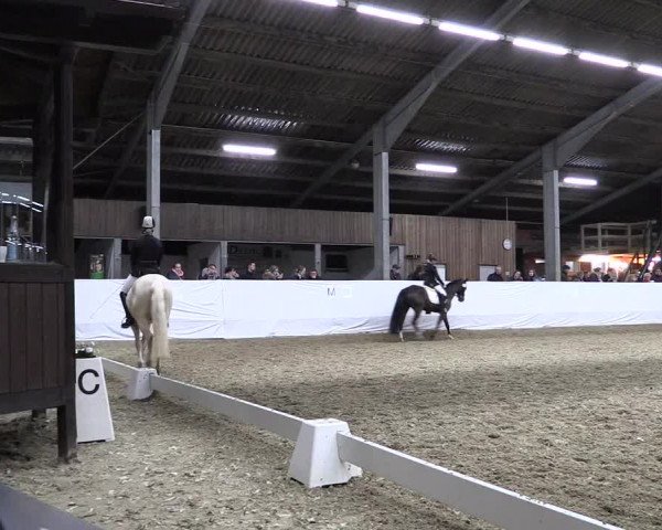 Reitturnier Greven 2019