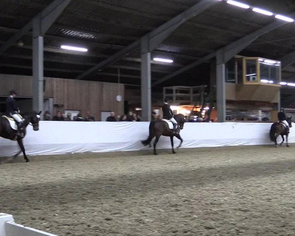 Reitturnier Greven 2019