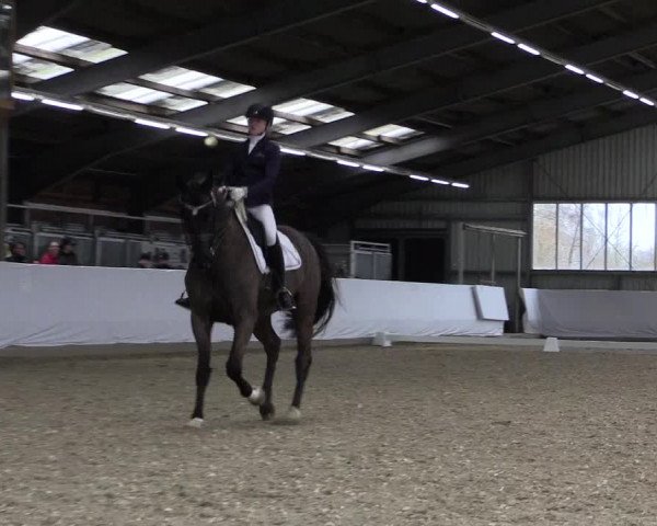 Reitturnier Greven 2019