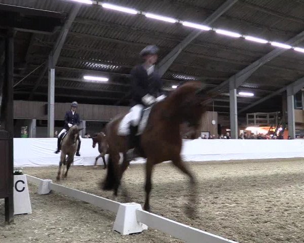 Reitturnier Greven 2019