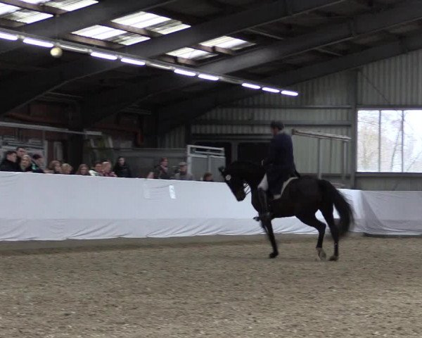 Reitturnier Greven 2019