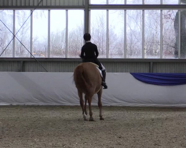Reitturnier Greven 2019